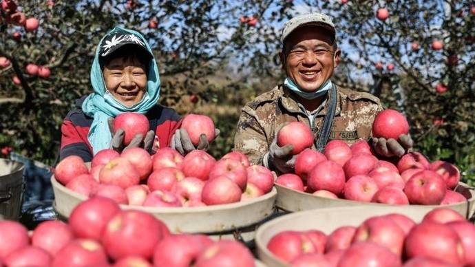 关于苹果大丰收的新闻苹果丰收农民乐新华社图片新闻-第1张图片-亚星国际官网